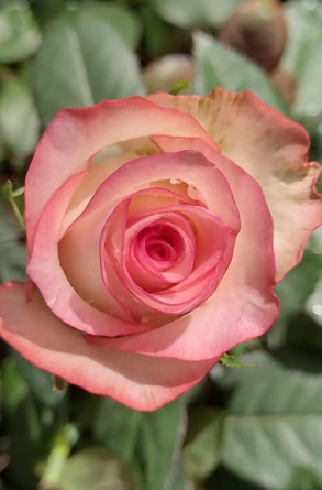 Pink peach rose
