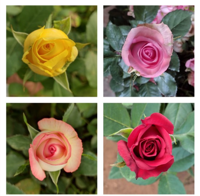 Rose collage - yellow, pink, peach, red