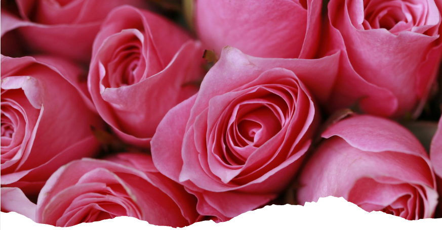 Pink roses bouquet