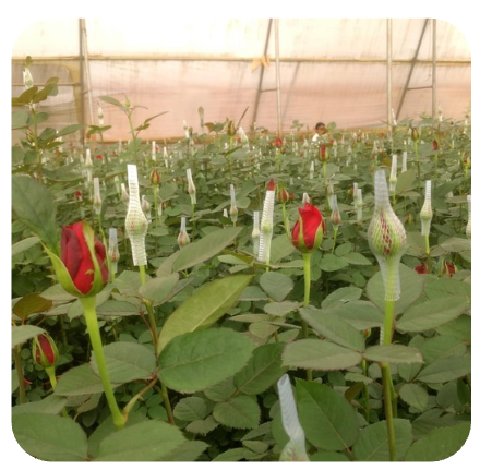 Trimurti Flora rose farm