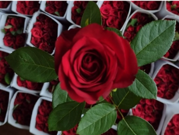 Top Secret rose