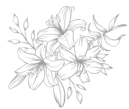 Lily flower illustration