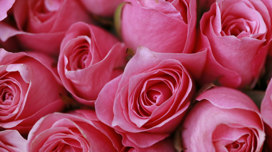 Roses