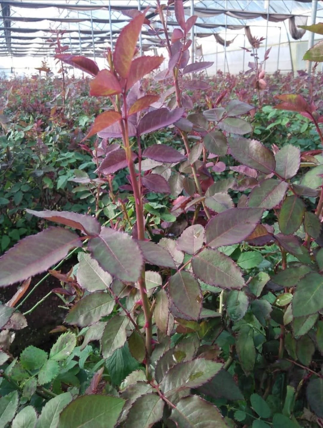 Close up of rose leaves in greenhouse