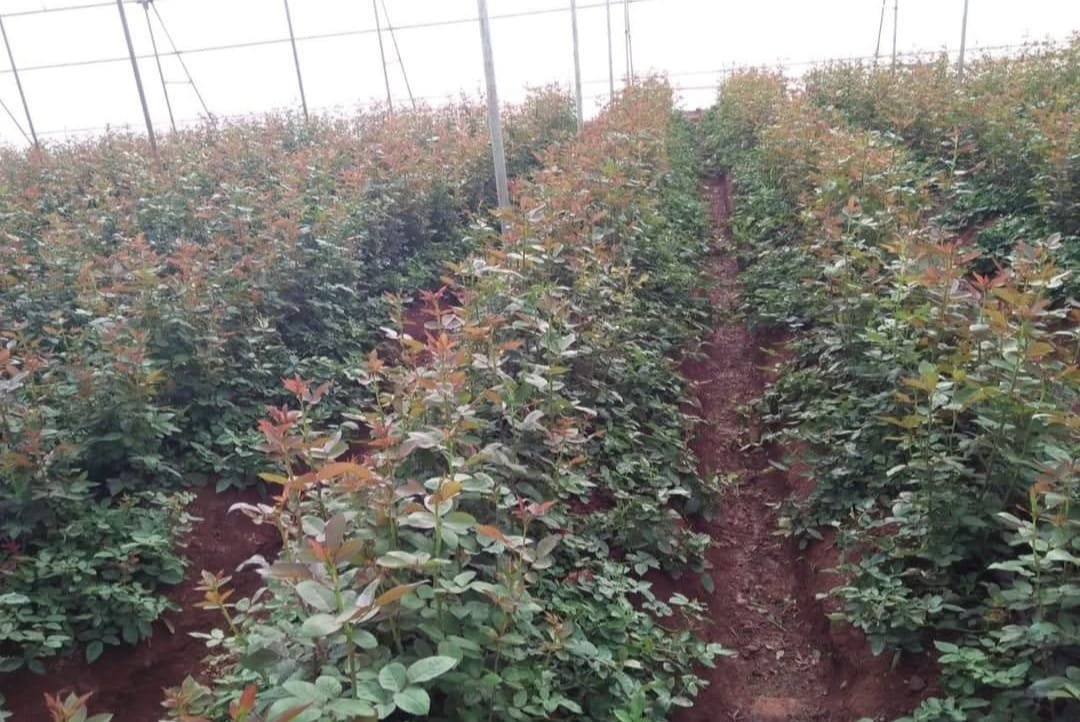 Rose greenhouse rows with dirt path