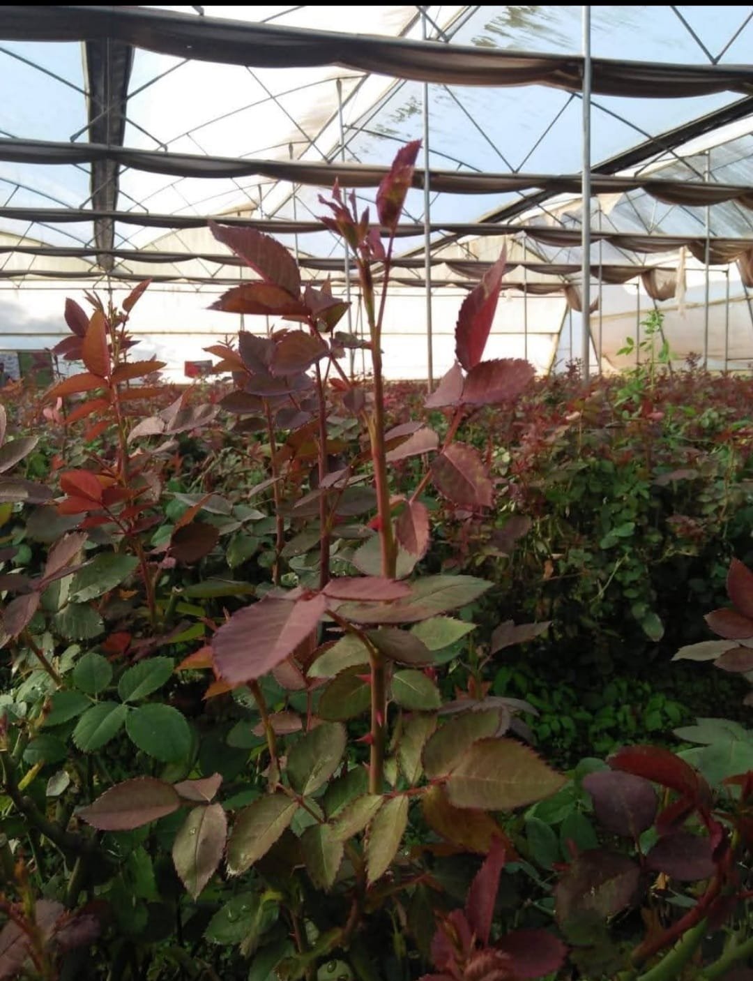 Rose plants growing in greenhouse