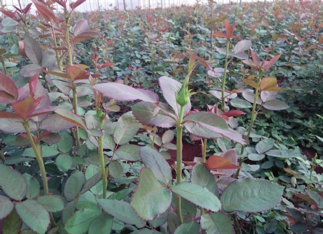 Close up rows of rose plants in greenhouse