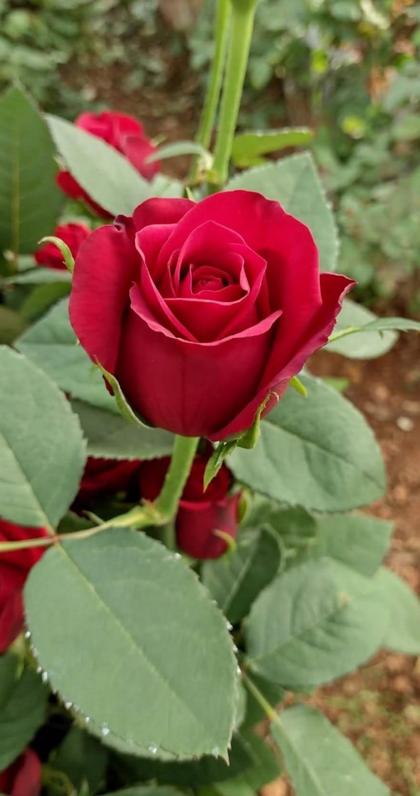 Red rose close up