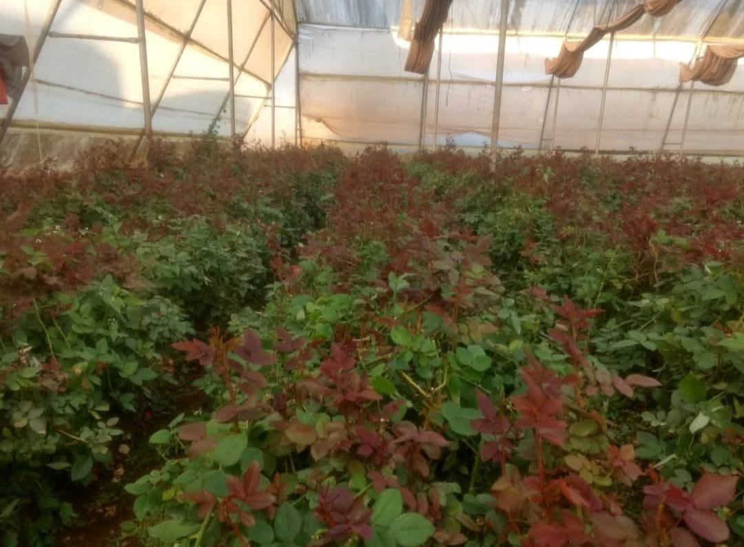 Wide view of rose greenhouse rows