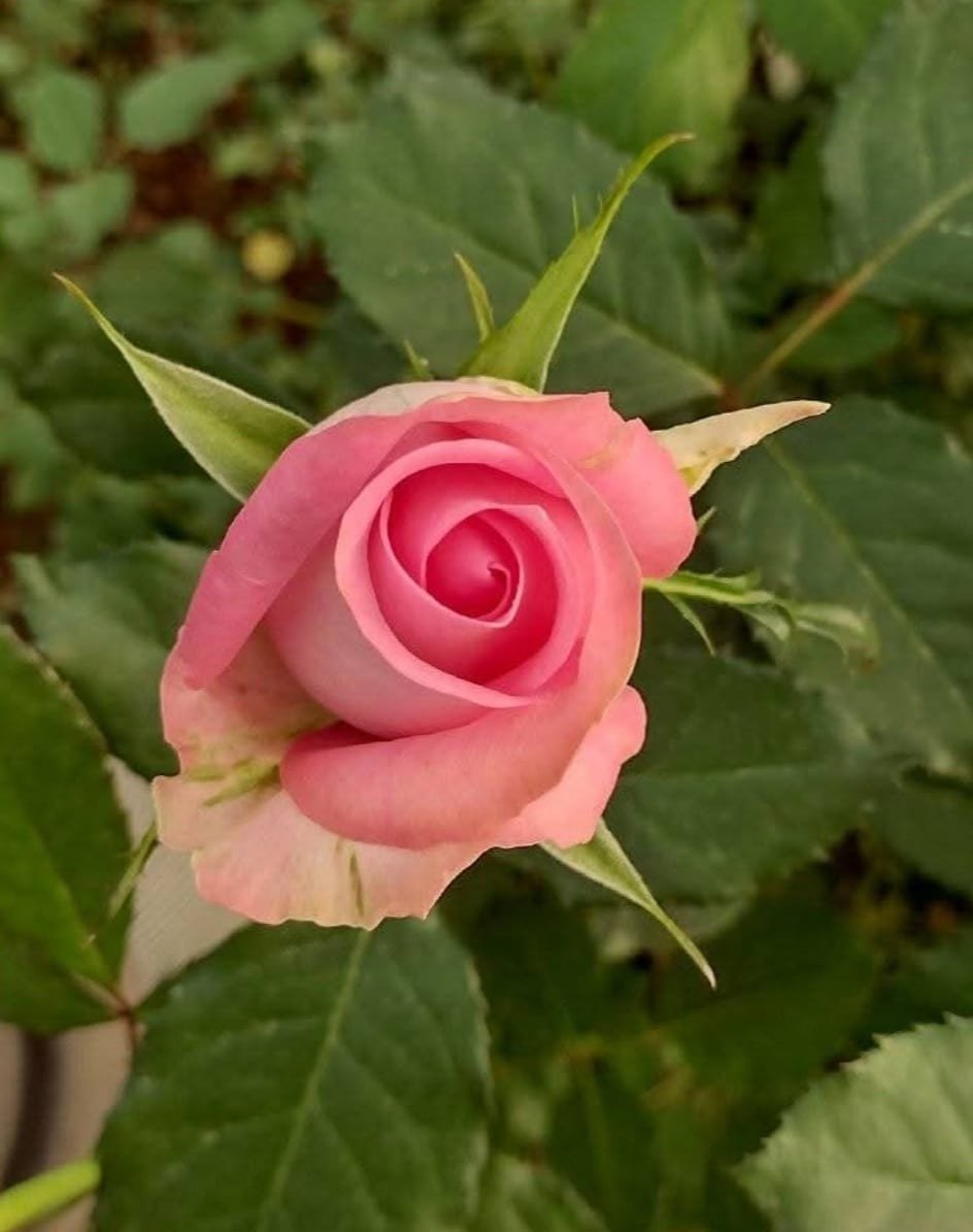 Pink rose bud with leaves