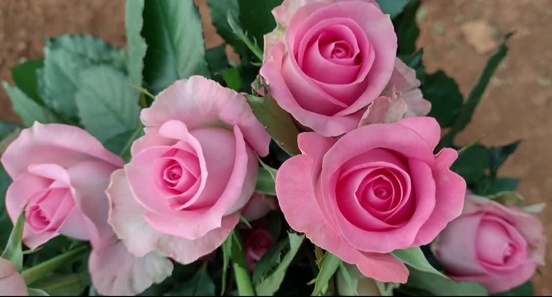 Pink rose bouquet close up