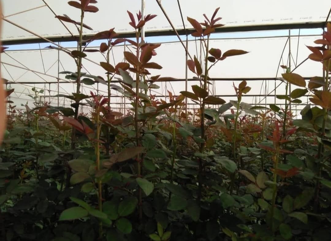 Rose greenhouse with young red-leaved plants