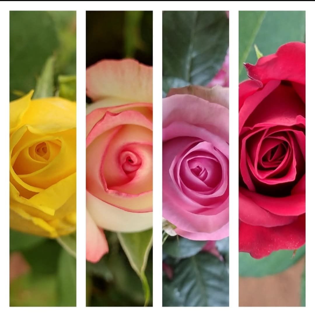 Yellow, peach, pink and red rose close-ups
