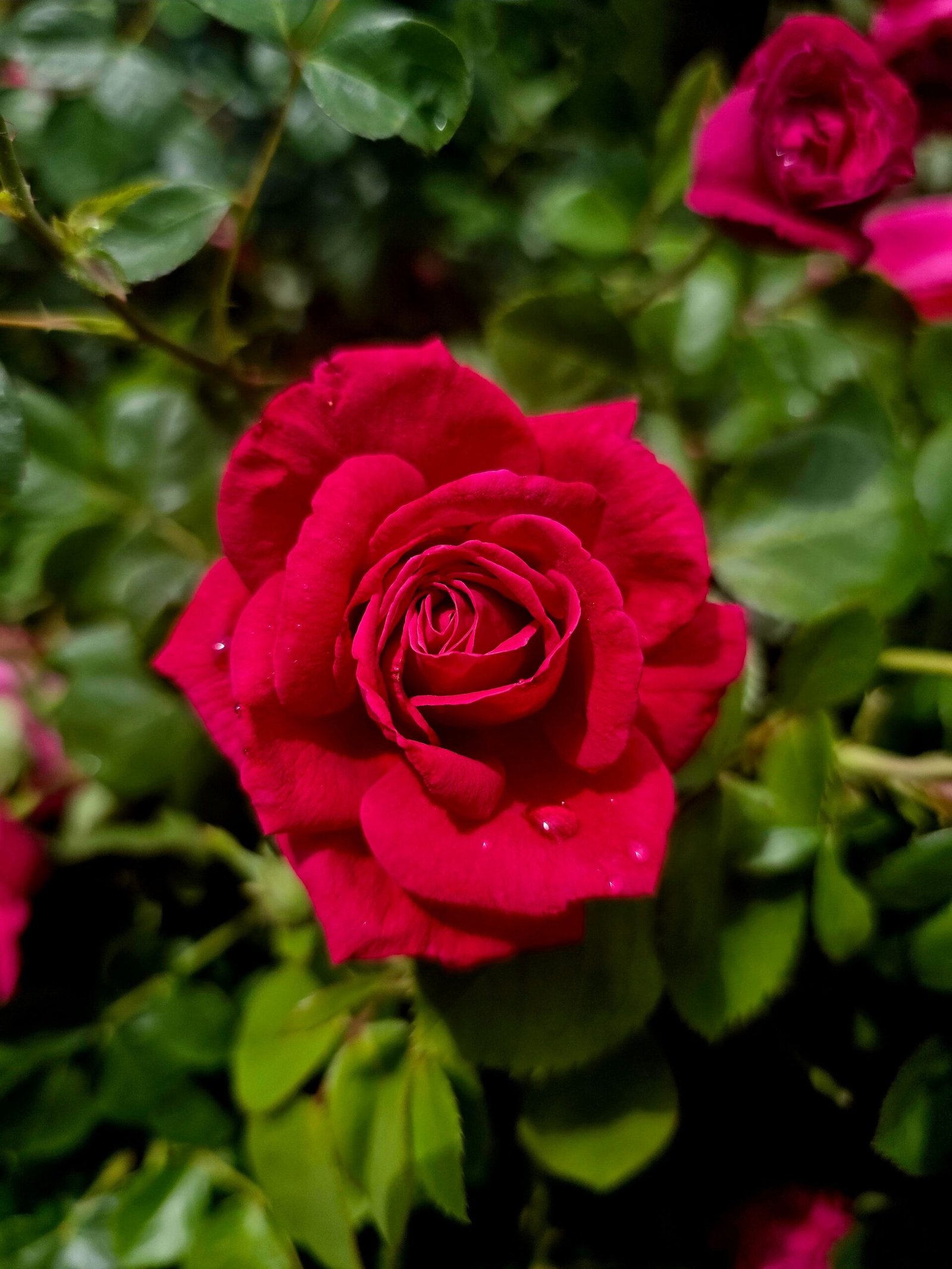 Top Secret rose